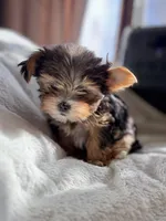 Teacup Princess🩷, a female Yorkshire Terrier for sale in Lyons, IL – Photo 2 of 10