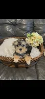 (AKC Pedigree). Wisky , a male Yorkshire Terrier for sale in Lyons, IL – 2 of 3