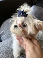 Lima (T cup ), a female Maltese for sale in Lyons, IL – 3 of 6