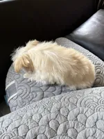 Lima (T cup ), a female Maltese for sale in Lyons, IL – 4 of 6