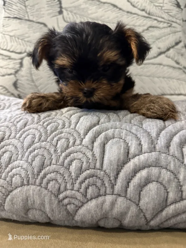 Tcup  – Yorkshire Terrier puppy for sale in Lyons, IL