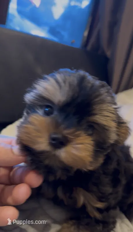Diva Beautiful mini Yorki🐶💕 – Yorkshire Terrier puppy for sale in Lyons, IL