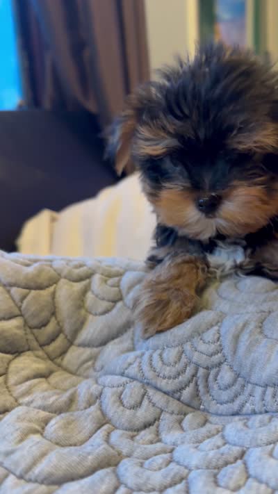 Tcup Wisky , a male Yorkshire Terrier for sale in Lyons, IL – 5 of 5
