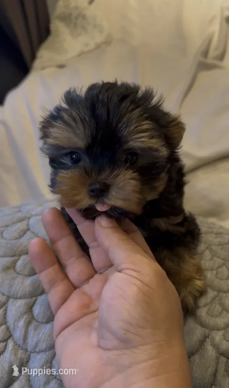 Ody tcup (AKC registrable) – Yorkshire Terrier puppy for sale in Lyons, IL