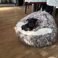 Tcup exotic yorkie!🖤, a male Yorkshire Terrier for sale in Lyons, IL – 2 of 5