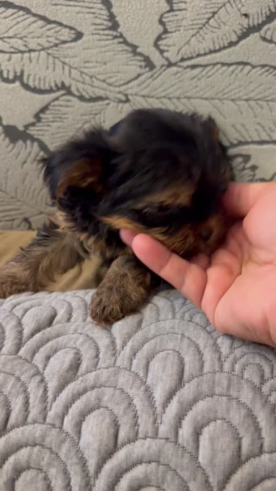 Aria, a female Yorkshire Terrier for sale in Lyons, IL – 7 of 7