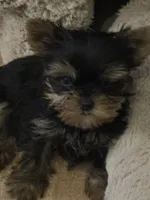 Micky tiny puppy 🐶 , a male Yorkshire Terrier for sale in Lyons, IL – 2 of 2