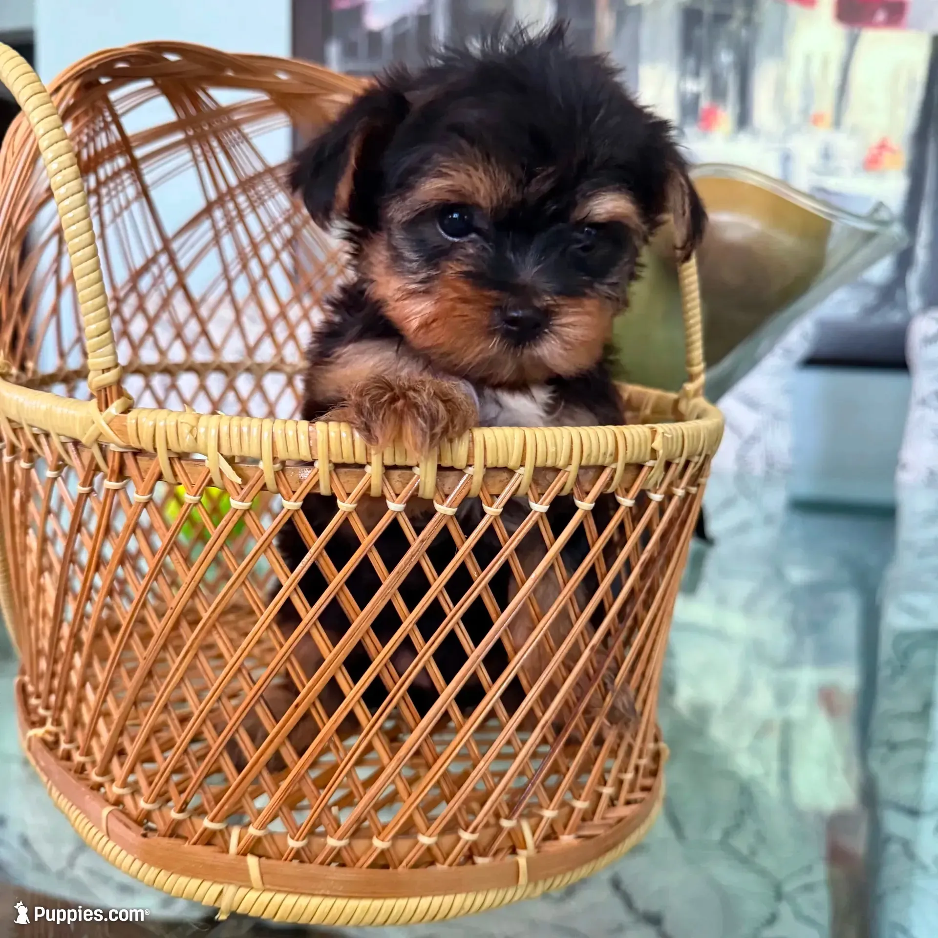 Ody tiny AKC pedigree , a male Yorkshire Terrier for sale in Lyons, IL – 1 of 5