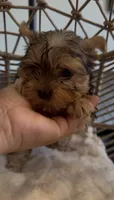Diva Beautiful mini Yorki🐶💕, a female Yorkshire Terrier for sale in Lyons, IL – 5 of 6