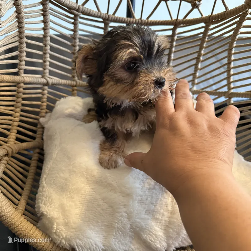 Wisky  – Yorkshire Terrier puppy for sale in Lyons, IL