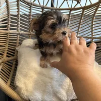 Wisky , a male Yorkshire Terrier for sale in Lyons, IL – 1 of 5