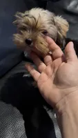 AKC Diva Beautiful  Yorki🐶💕, a female Yorkshire Terrier for sale in Lyons, IL – 3 of 4
