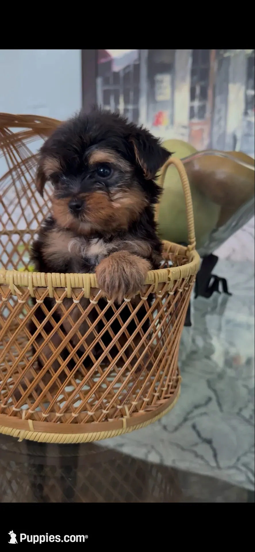 Ody tiny AKC pedigree , a male Yorkshire Terrier for sale in Lyons, IL – 2 of 5
