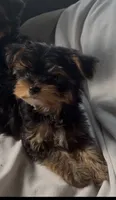 Tcup Wisky AKC, a male Yorkshire Terrier for sale in Lyons, IL – 7 of 8