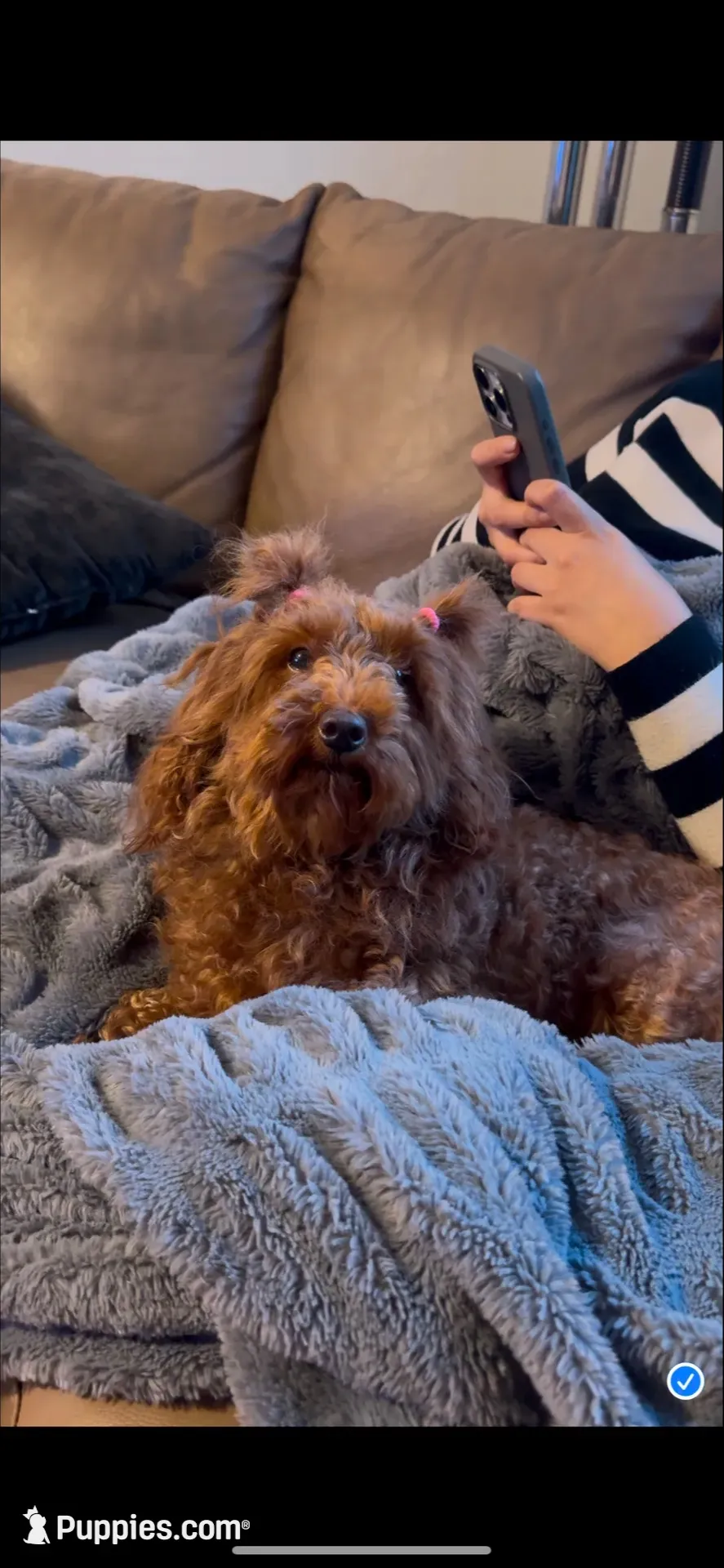 Oreo, a male Yorkshire Terrier for sale in Lyons, IL – 4 of 6