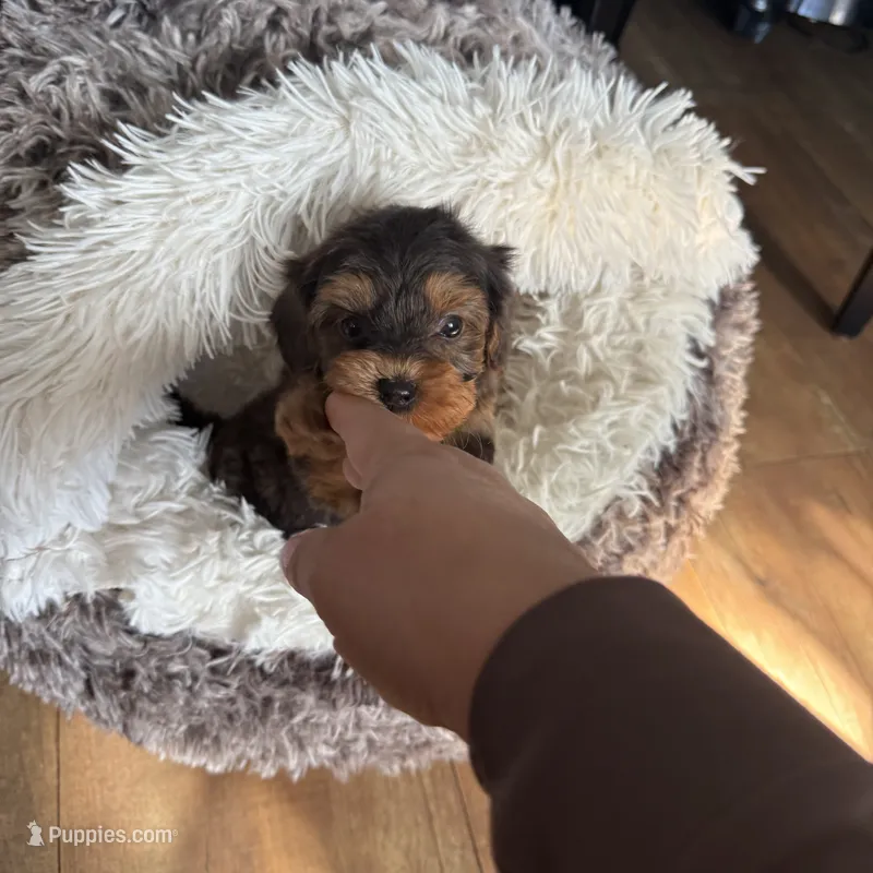 Tcup Butter , a male Yorkshire Terrier and Poodle - Miniature  for sale in Lyons, IL – 1 of 5