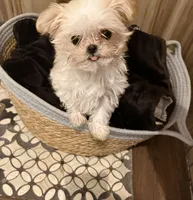 Darla tcup , a female Morkie for sale in Lyons, IL – 2 of 2