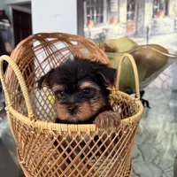 Ody tiny AKC pedigree , a male Yorkshire Terrier for sale in Lyons, IL – 4 of 5