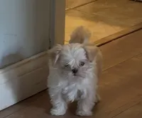 Darla tiny puppy 🐶 , a female Morkie for sale in Lyons, IL – 1 of 3