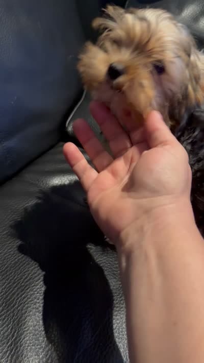 AKC Diva Beautiful  Yorki🐶💕, a female Yorkshire Terrier for sale in Lyons, IL – 2 of 4