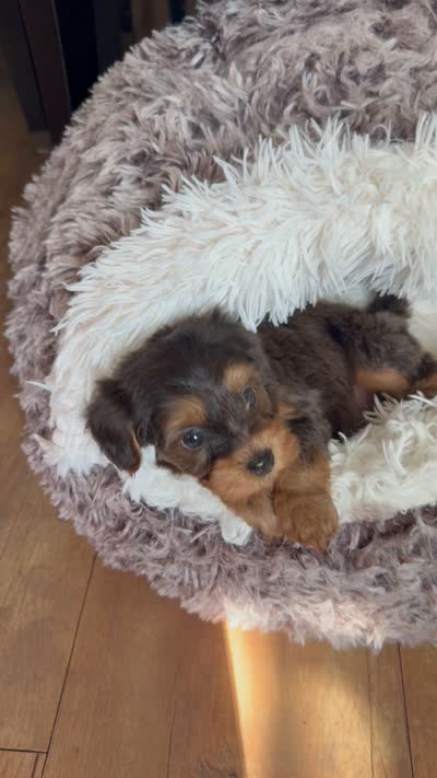 Tcup Butter , a male Yorkshire Terrier and Poodle - Miniature  for sale in Lyons, IL – 5 of 5