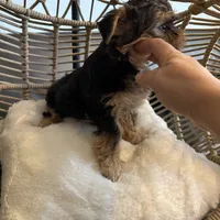 Wisky , a male Yorkshire Terrier for sale in Lyons, IL – 4 of 5