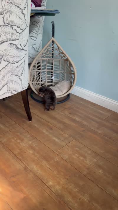 Oreo, a male Yorkshire Terrier for sale in Lyons, IL – 5 of 6