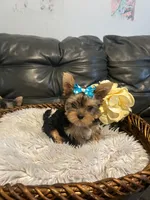 AKC Diva Beautiful mini Yorki🐶💕, a female Yorkshire Terrier for sale in Lyons, IL – 2 of 3