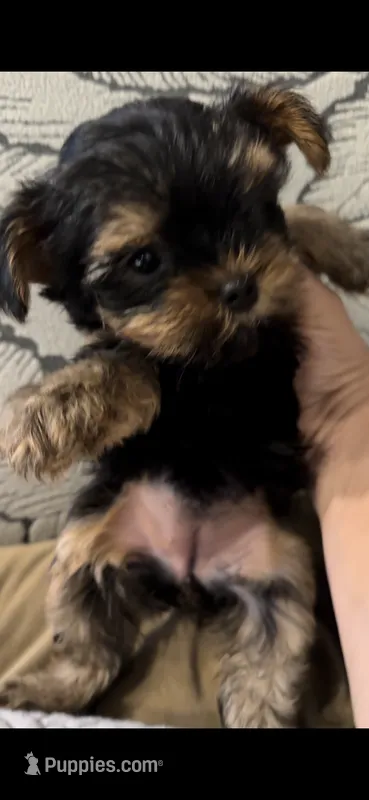 Aria – Yorkshire Terrier puppy for sale in Lyons, IL