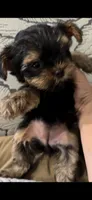 Aria, a female Yorkshire Terrier for sale in Lyons, IL – 1 of 7