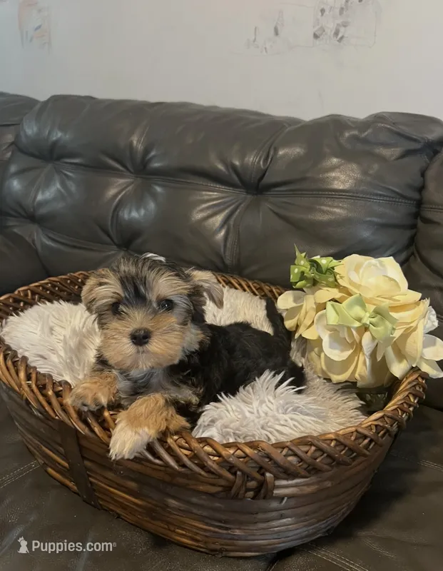 Wisky  – Yorkshire Terrier puppy for sale in Lyons, IL