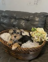 Wisky , a male Yorkshire Terrier for sale in Lyons, IL – 1 of 1