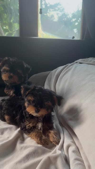 Tcup Wisky AKC, a male Yorkshire Terrier for sale in Lyons, IL – 8 of 8