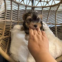 Wisky , a male Yorkshire Terrier for sale in Lyons, IL – 2 of 5