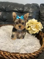AKC Diva Beautiful mini Yorki🐶💕, a female Yorkshire Terrier for sale in Lyons, IL – 1 of 3