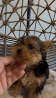 Diva Beautiful mini Yorki🐶💕, a female Yorkshire Terrier for sale in Lyons, IL – 6 of 6