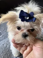 Lima (T cup ), a female Maltese for sale in Lyons, IL – 2 of 6