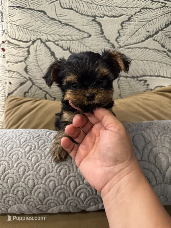 Aria (AKC registrable) – Yorkshire Terrier puppy for sale in Lyons, IL