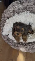 Tcup Butter , a male Yorkshire Terrier and Poodle - Miniature  for sale in Lyons, IL – 2 of 5