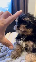 Tcup Wisky , a male Yorkshire Terrier for sale in Lyons, IL – 4 of 5