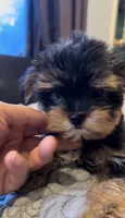 Tcup Wisky , a male Yorkshire Terrier for sale in Lyons, IL – 2 of 5