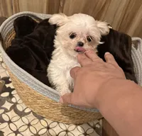 Darla tcup , a female Morkie for sale in Lyons, IL – 1 of 2