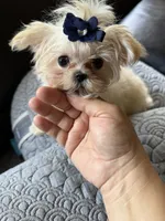 Lima (T cup ), a female Maltese for sale in Lyons, IL – 5 of 6