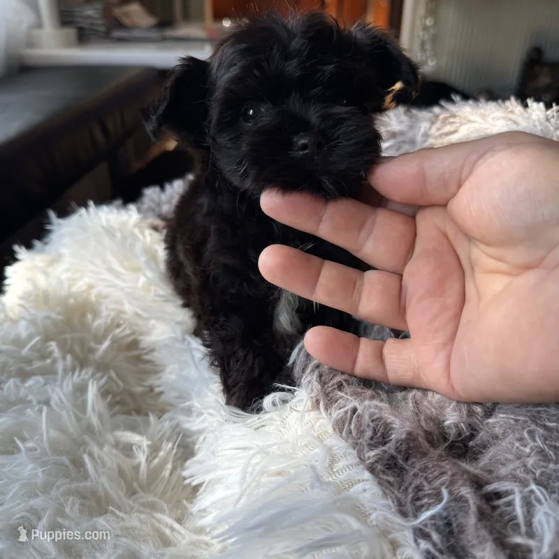 Tcup exotic yorkie!🖤 – Yorkshire Terrier puppy for sale in Lyons, IL