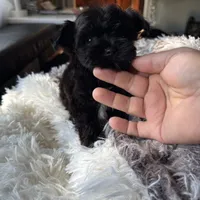 Tcup exotic yorkie!🖤, a male Yorkshire Terrier for sale in Lyons, IL – 1 of 5
