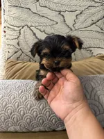 Tcup , a male Yorkshire Terrier for sale in Lyons, IL – 3 of 3