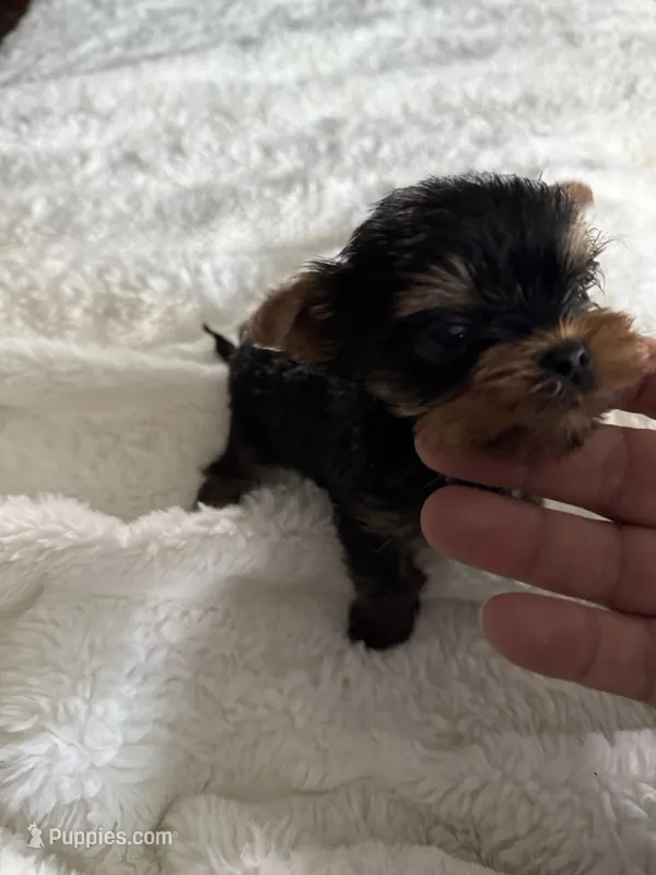 Micky tcup (AKC registrable) – Yorkshire Terrier puppy for sale in Lyons, IL