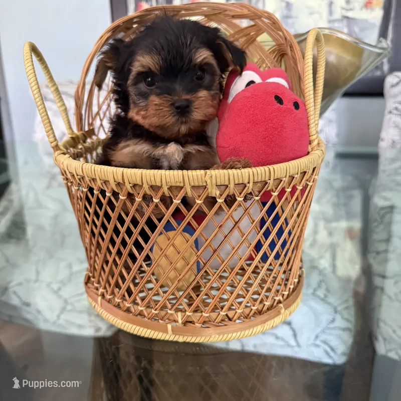 (AKC Pedigree). Wisky  – Yorkshire Terrier puppy for sale in Lyons, IL