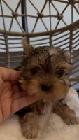 Diva Beautiful mini Yorki🐶💕, a female Yorkshire Terrier for sale in Lyons, IL – 2 of 6