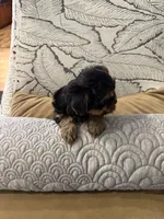 Aria, a female Yorkshire Terrier for sale in Lyons, IL – 4 of 7